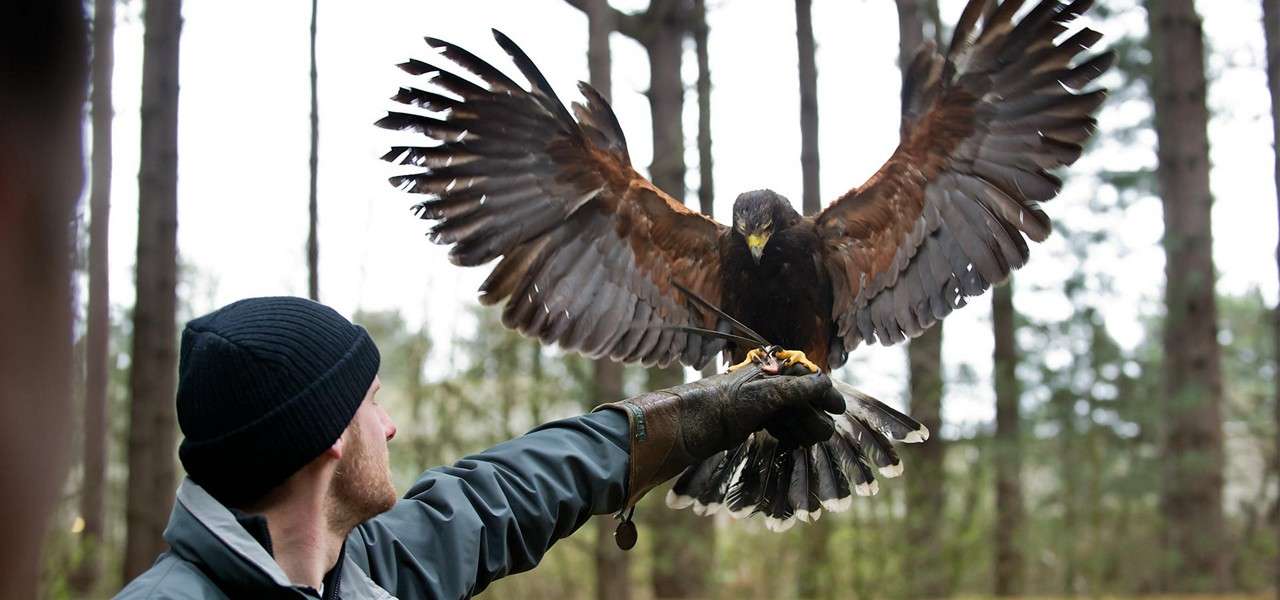 Bird of prey lands with wings spread on a gloved hand; handler extends arm and watches; forest of tall trees in the background on an overcast day.