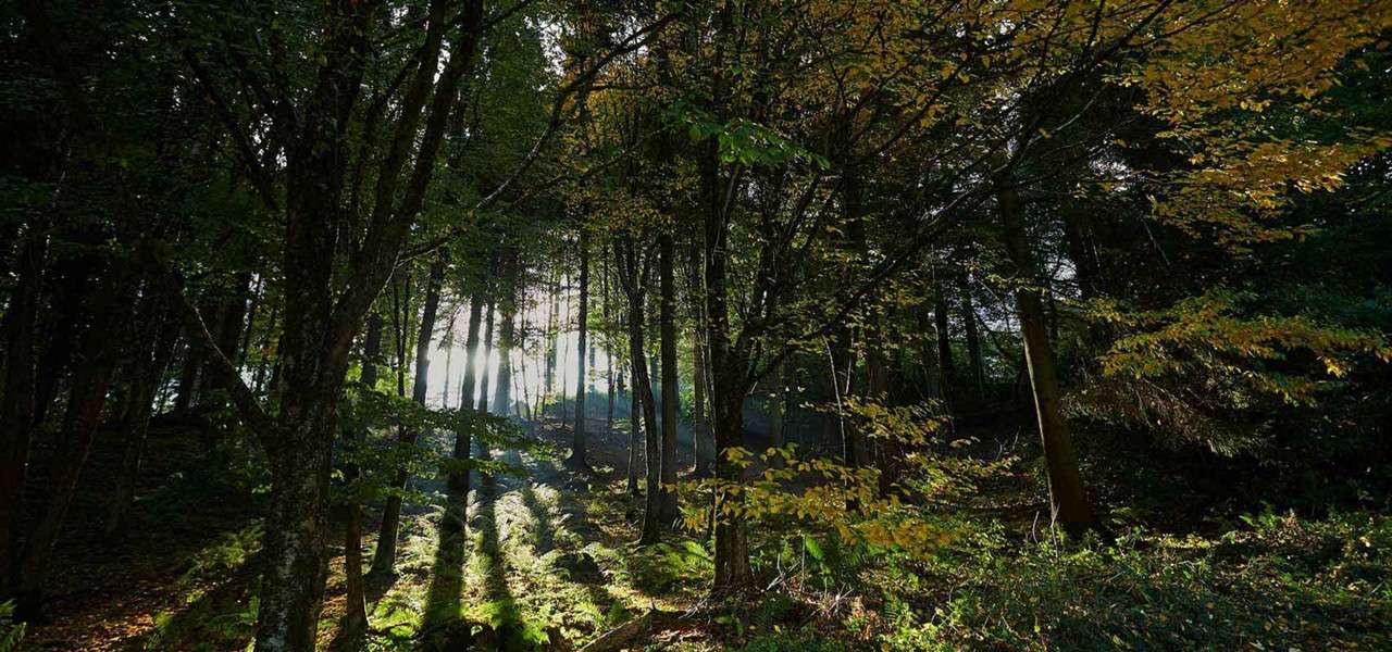Trees stand tall as sunbeams filter through, casting long shadows across a mossy forest floor; undergrowth and yellowing leaves suggest early autumn in dense woodland.