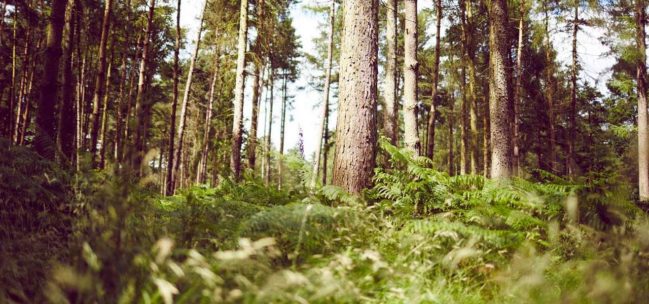 Tall pine trees stand still, filtering sunlight, while dense ferns and grasses carpet the ground in a quiet, sunlit forest with a shallow-focus, low-angle foreground view.