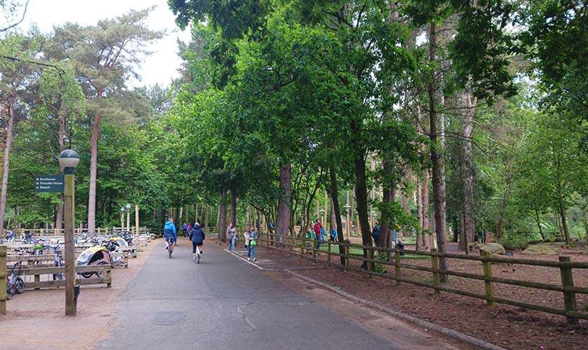 Cyclists ride along a paved path, overtaking walkers, in a wooded park with tall trees, wooden fence, lamppost, extensive bike racks, and a green directional sign with illegible text.