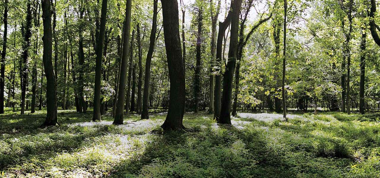 Tall deciduous trees cast long shadows, filtering sunlight through fresh green leaves, illuminating a carpet of grasses and low plants across a quiet forest clearing.