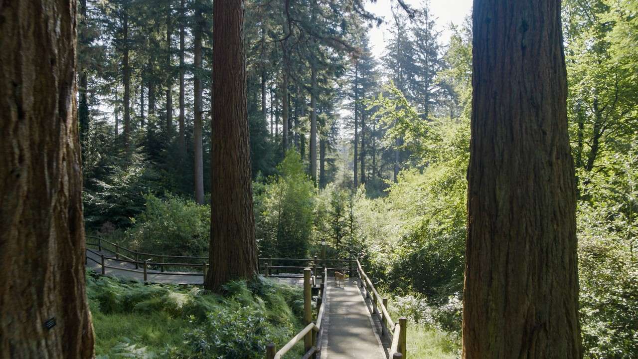 REDWOOD TREES DRONE LF 3