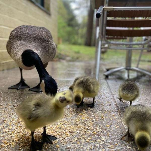 Goslings peck at scattered grain while an adult goose watches, on a wet patio beside a building; a metal chair and blurred greenery frame the scene.