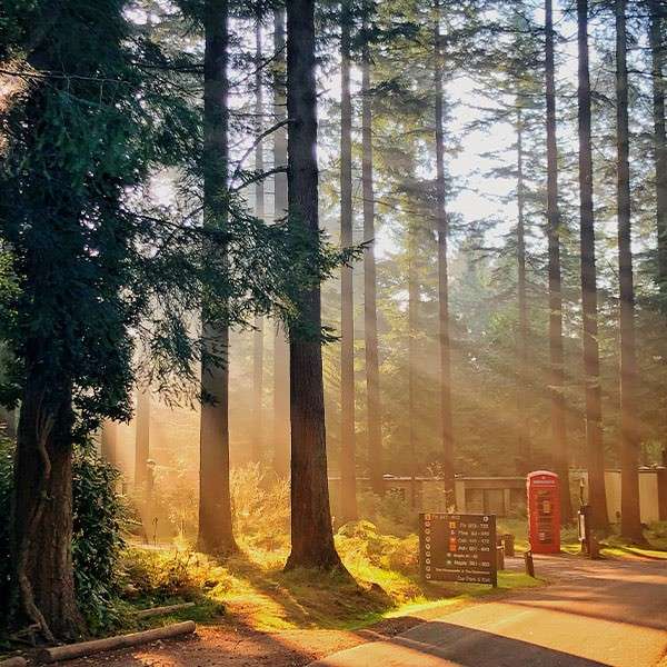 Red phone box stands beside an information sign as sunbeams stream through tall pine trees along a quiet forest road; the sign contains multiple lines of text, but it’s illegible.