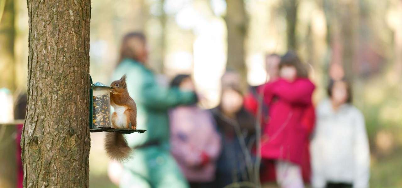 Squirrel eats seeds from a feeder attached to a tree, gripping the edge with paws; in the background, a group of blurred people stands in a sunlit forest.
