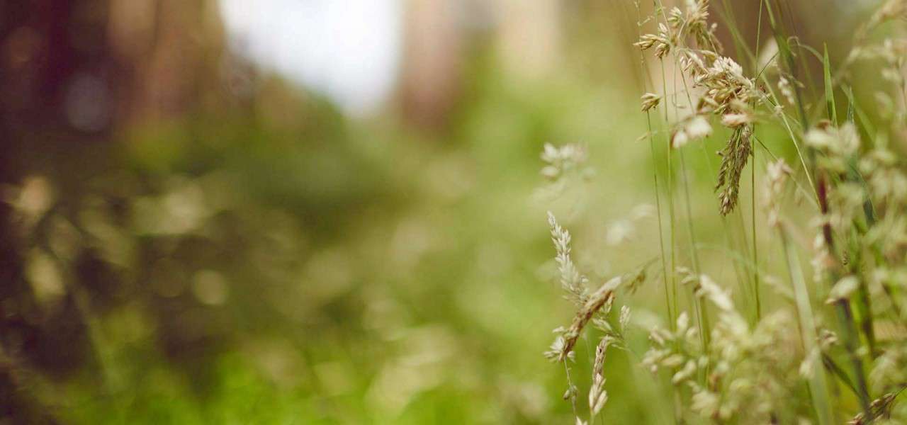 Blurred image of wild meadow grass