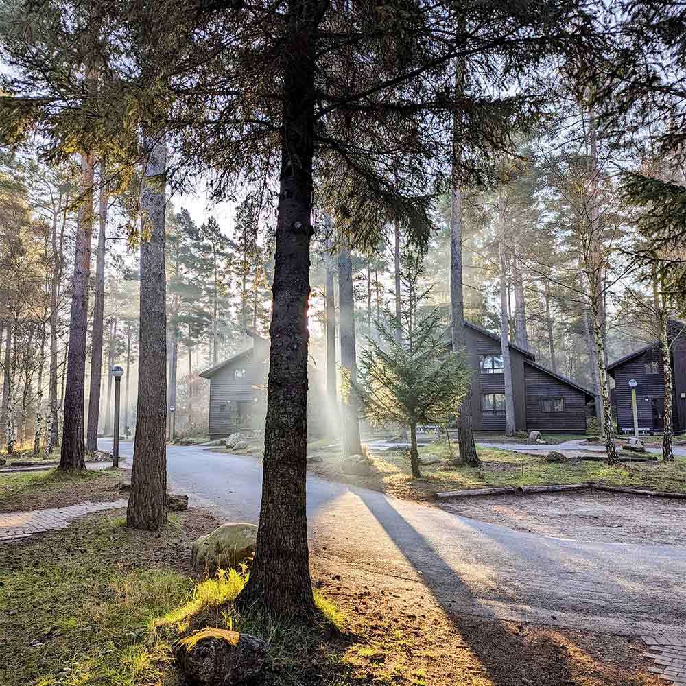 Lodges in the forest with sun shining through the trees.
