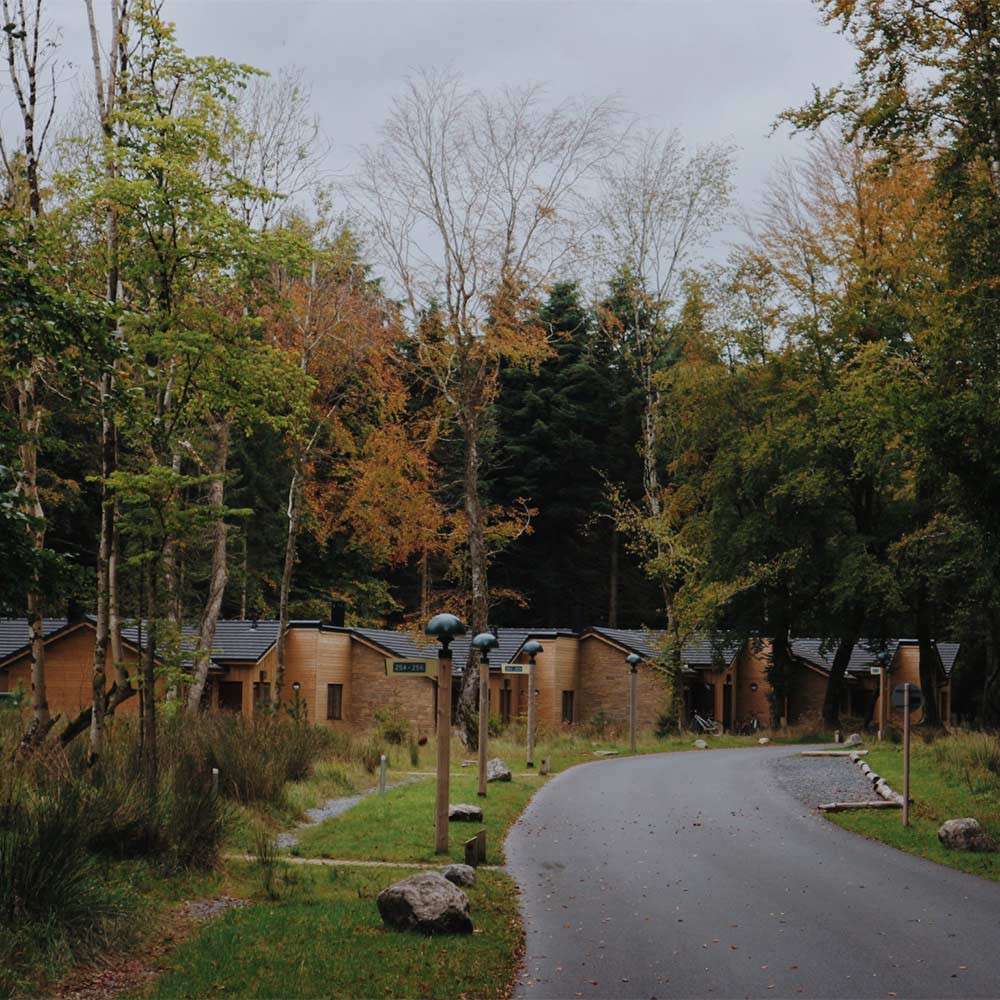 Lodges in the forest.