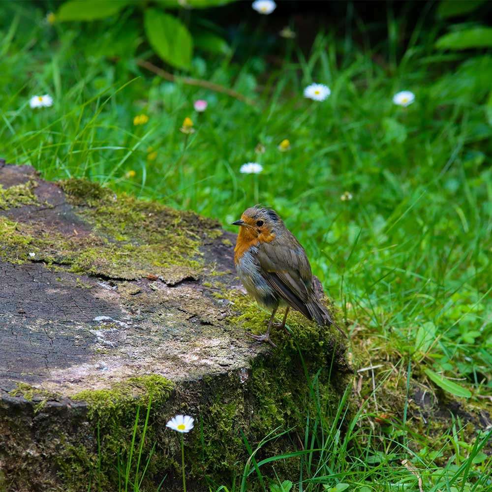 A robin sat on a stone.
