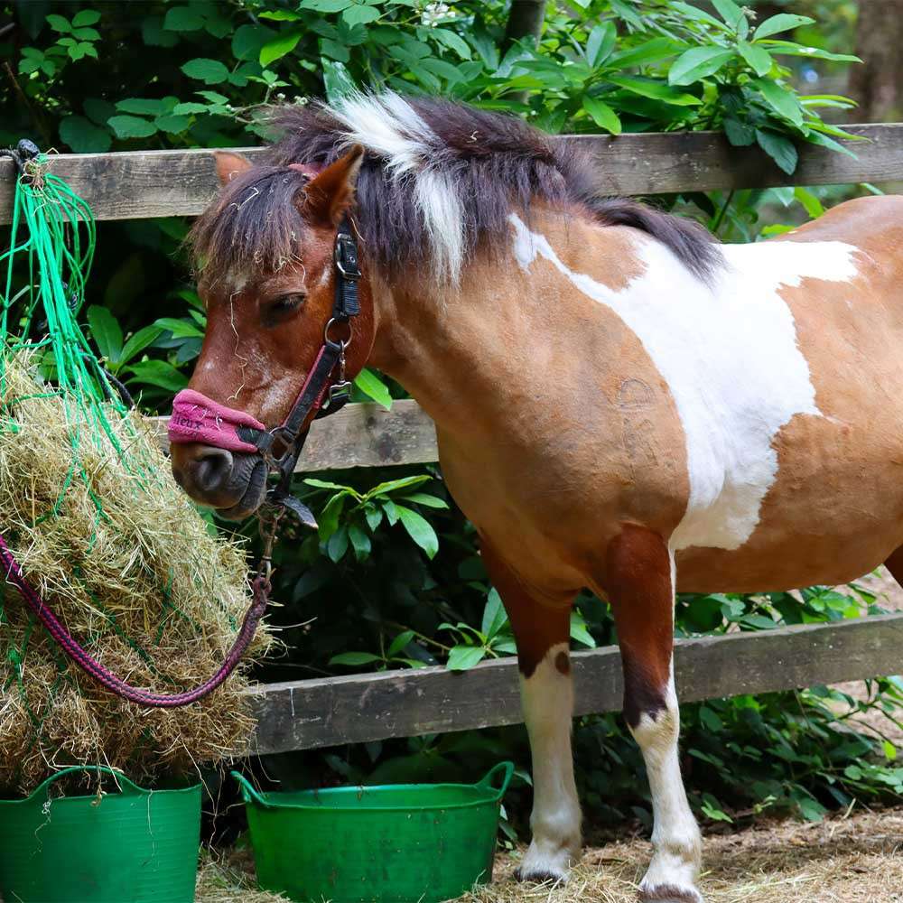 Pinto pony nibbles hay from a green net, standing by green buckets beside a wooden fence in a leafy paddock. Text: “LeMieux.”