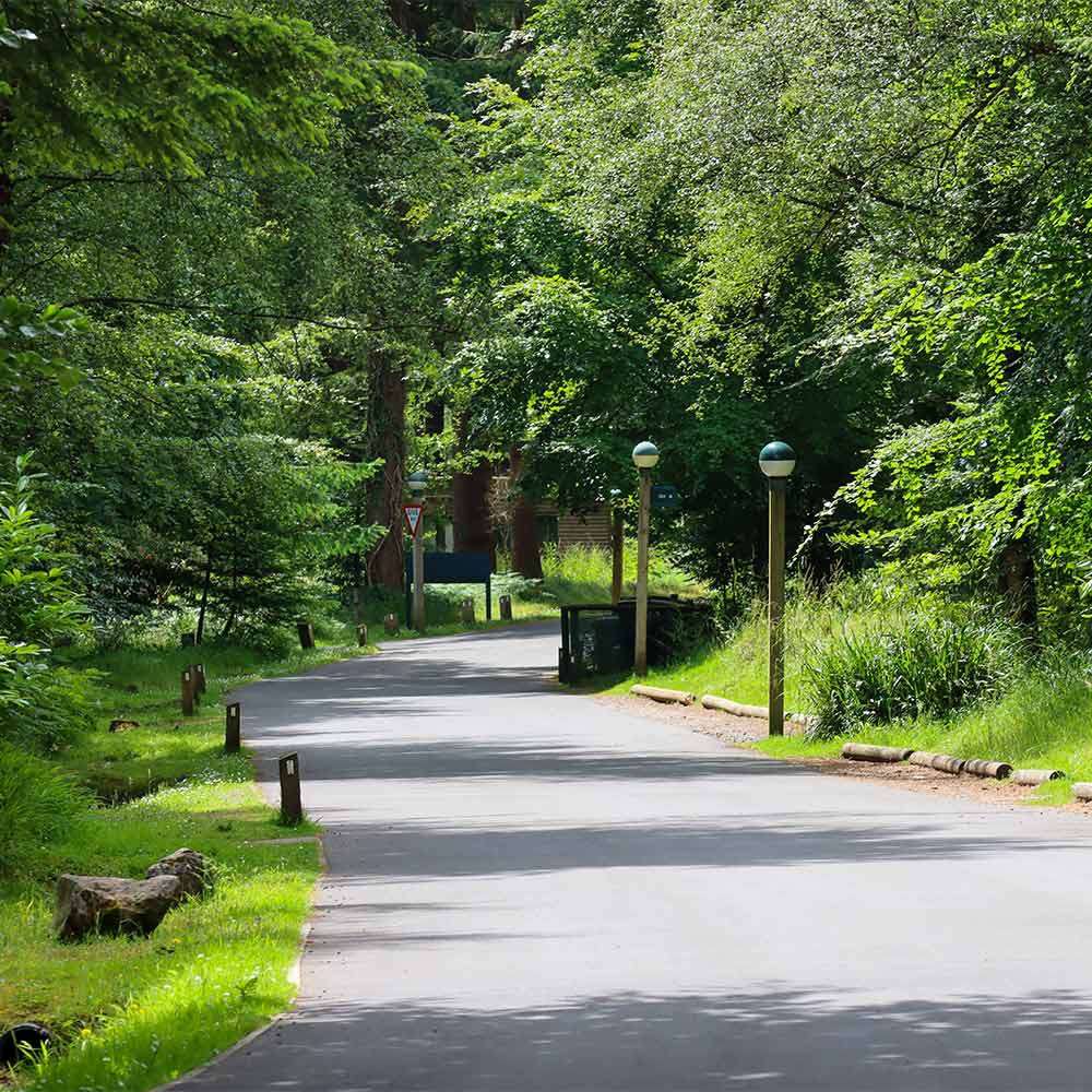 Footpaths in the forest.