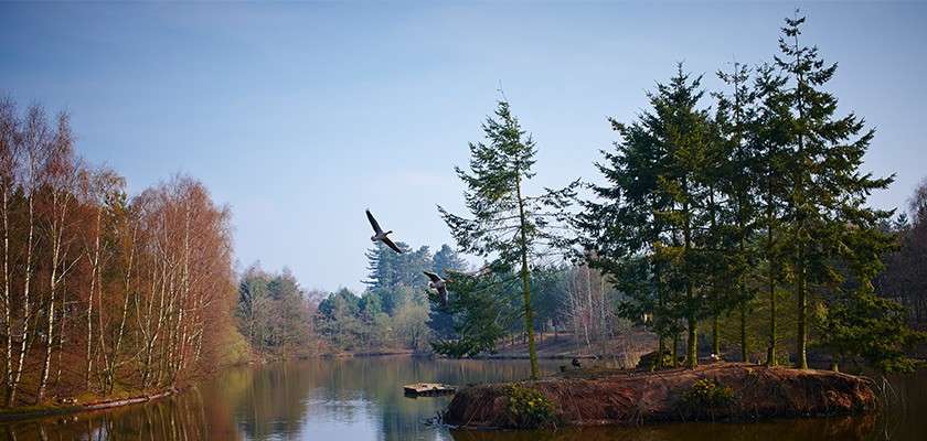 Lake at Sherwood Forest