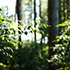Forest image with sun shining through the trees