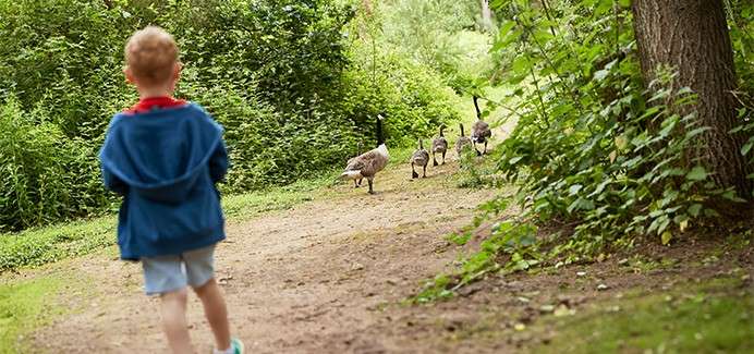 A young toddler looking at geese in the forest.