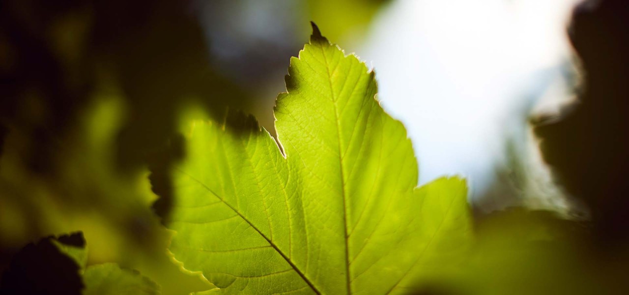 Close-up picture of leaf.