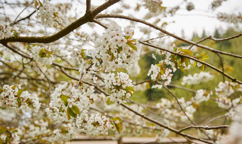 Blossom tree.