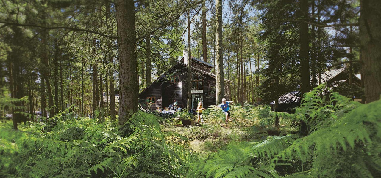 A lodge in the forest